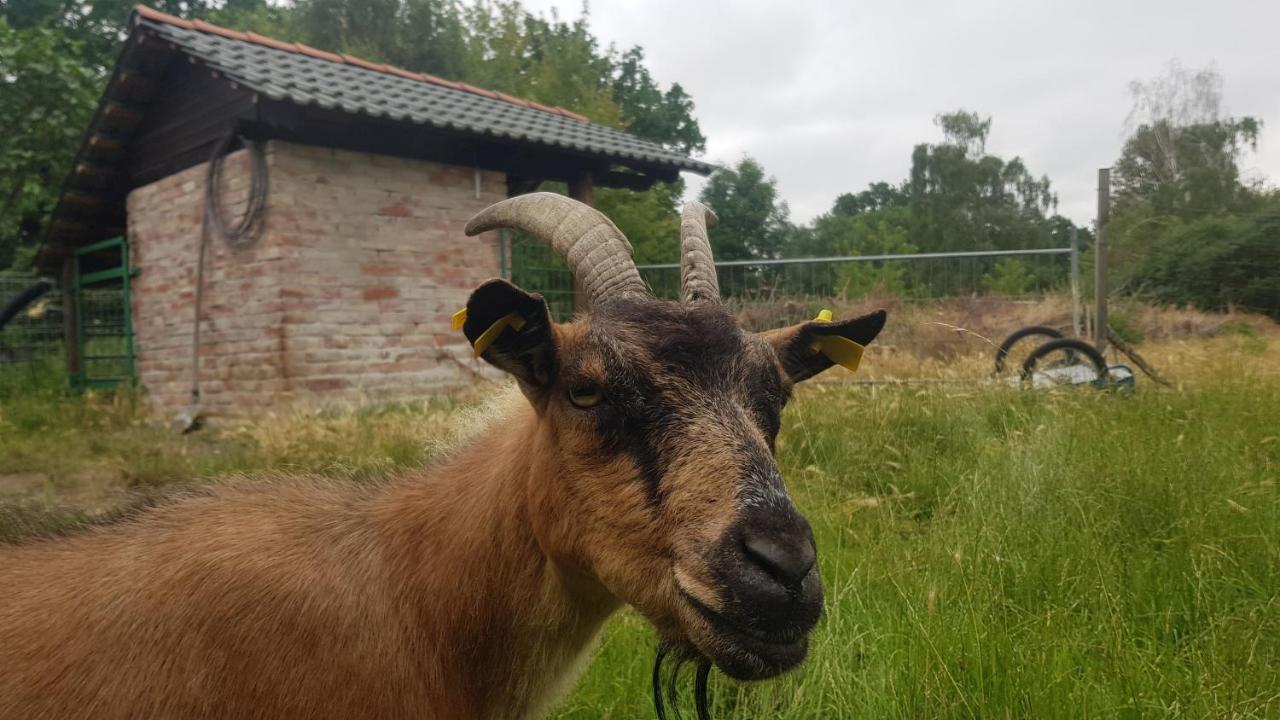 Zimmervermietung Zahn Baalberge Luaran gambar
